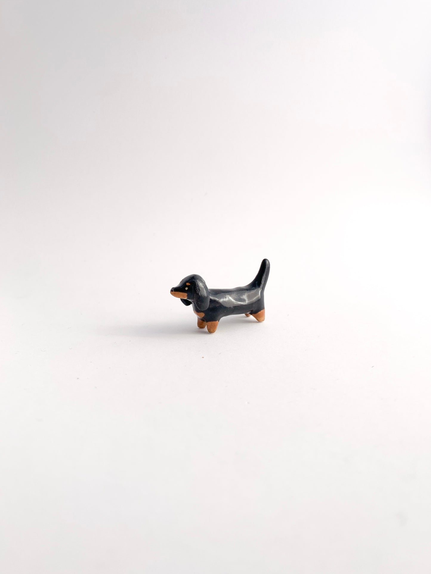 Dachshund