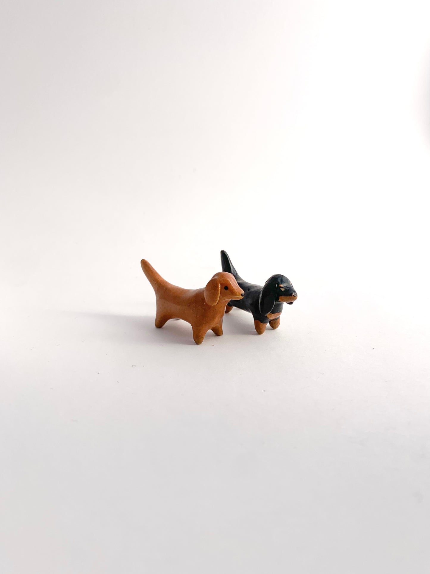 Dachshund