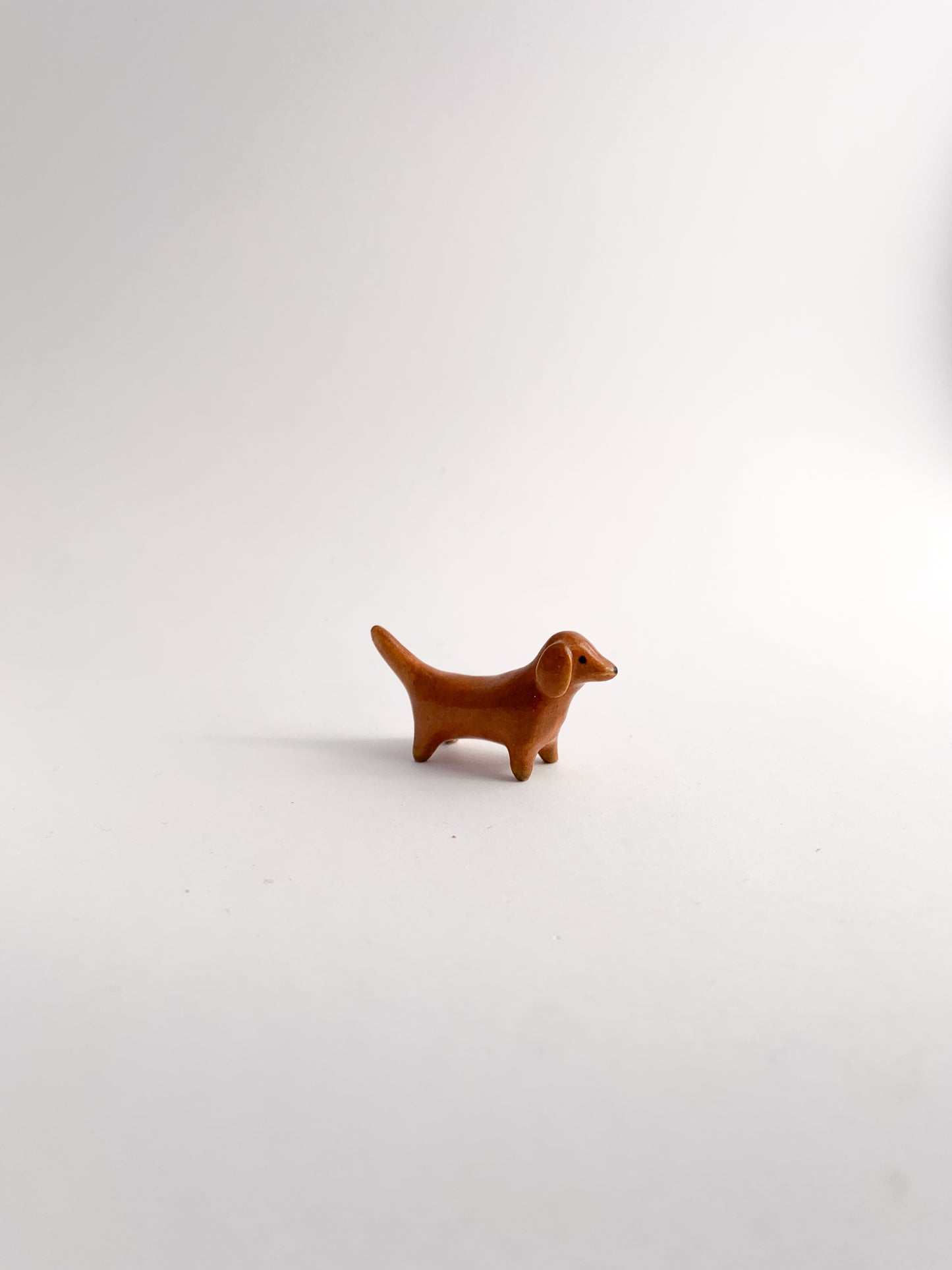 Dachshund