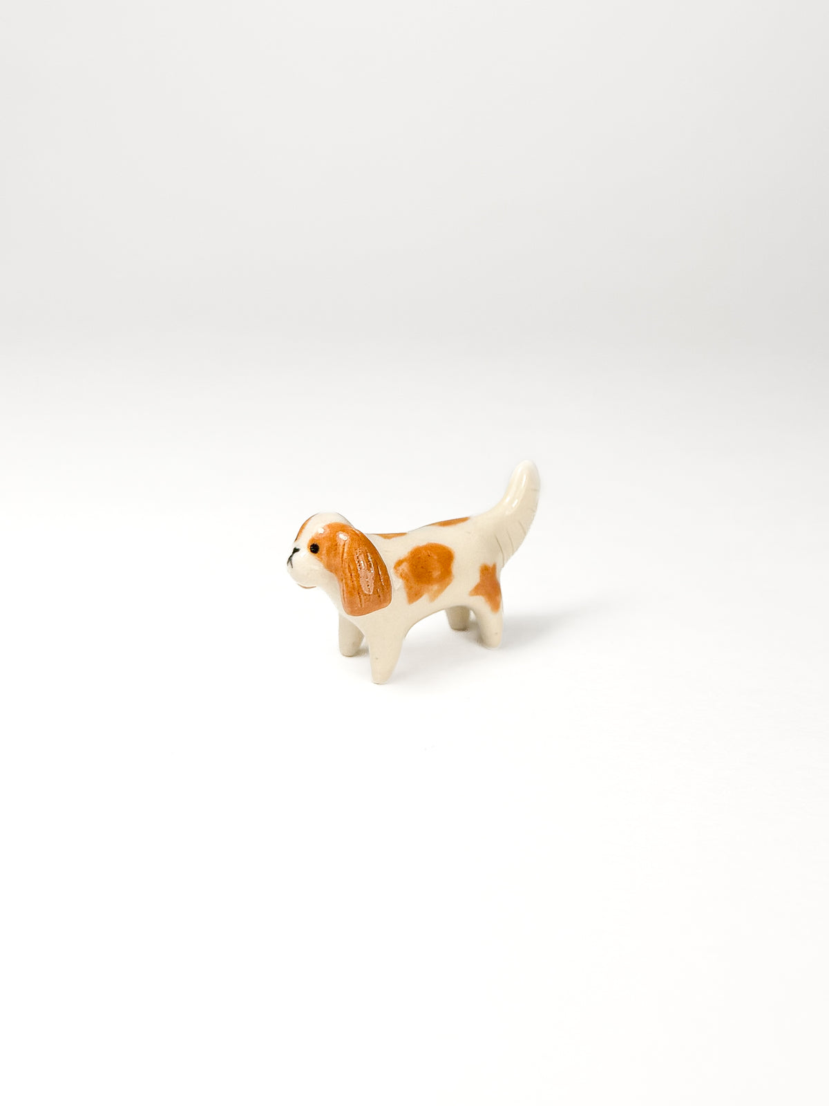 Cavalier King Charles Spaniel