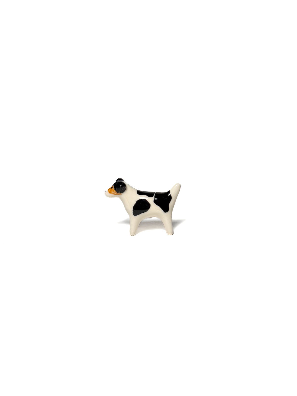 Jack Russell Terrier