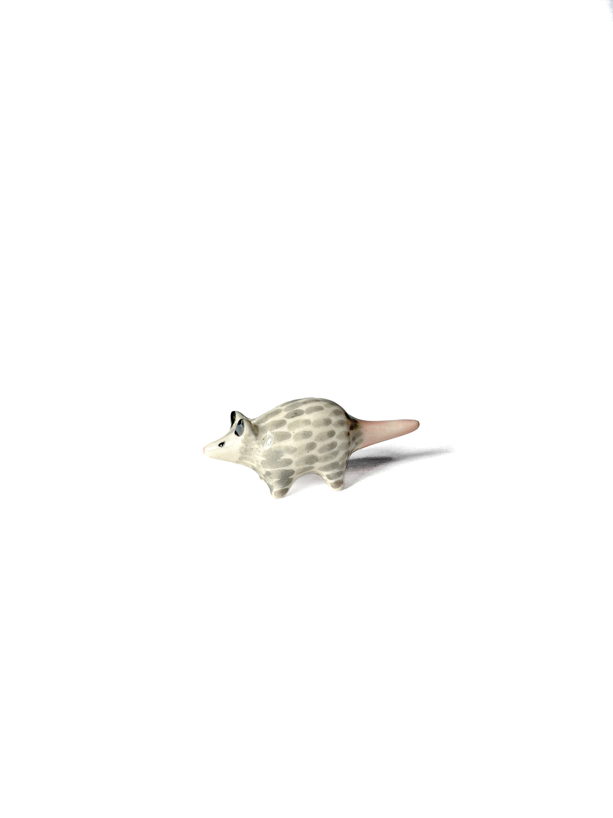 Possum